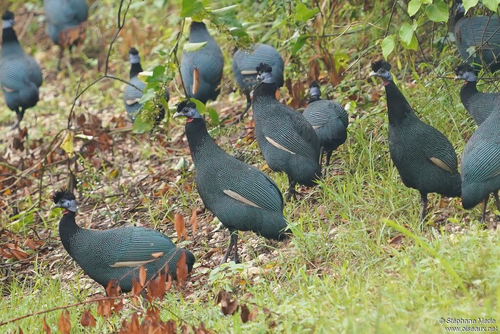 Western Crested Guineafowl