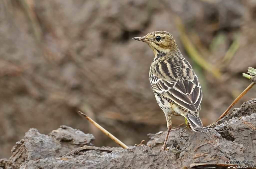 Pipit à gorge rousse