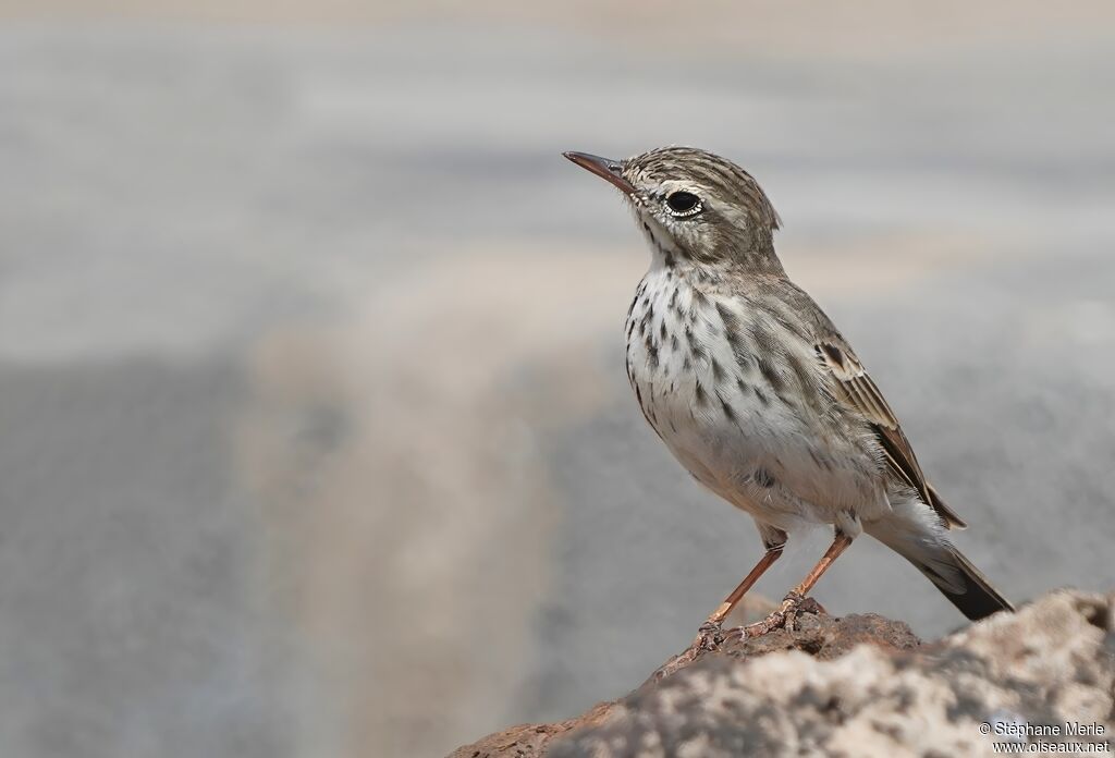 Berthelot's Pipit