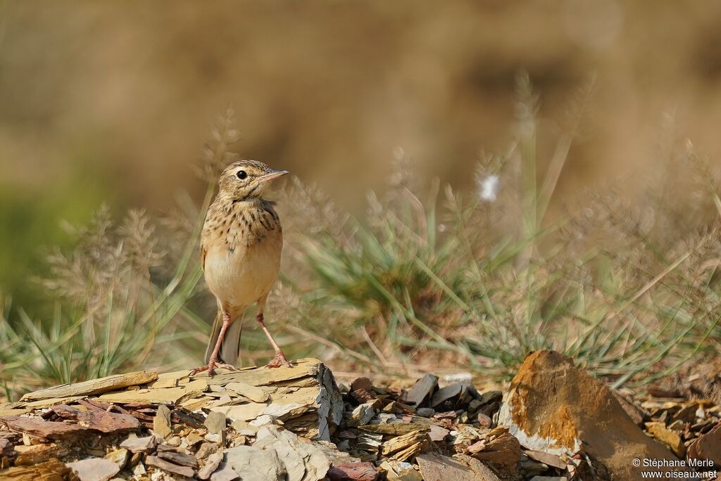 Pipit de Richardadulte