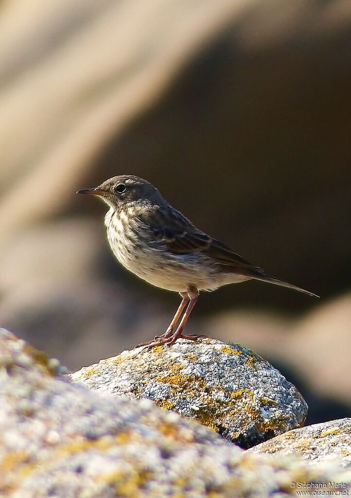 Pipit maritimeadulte