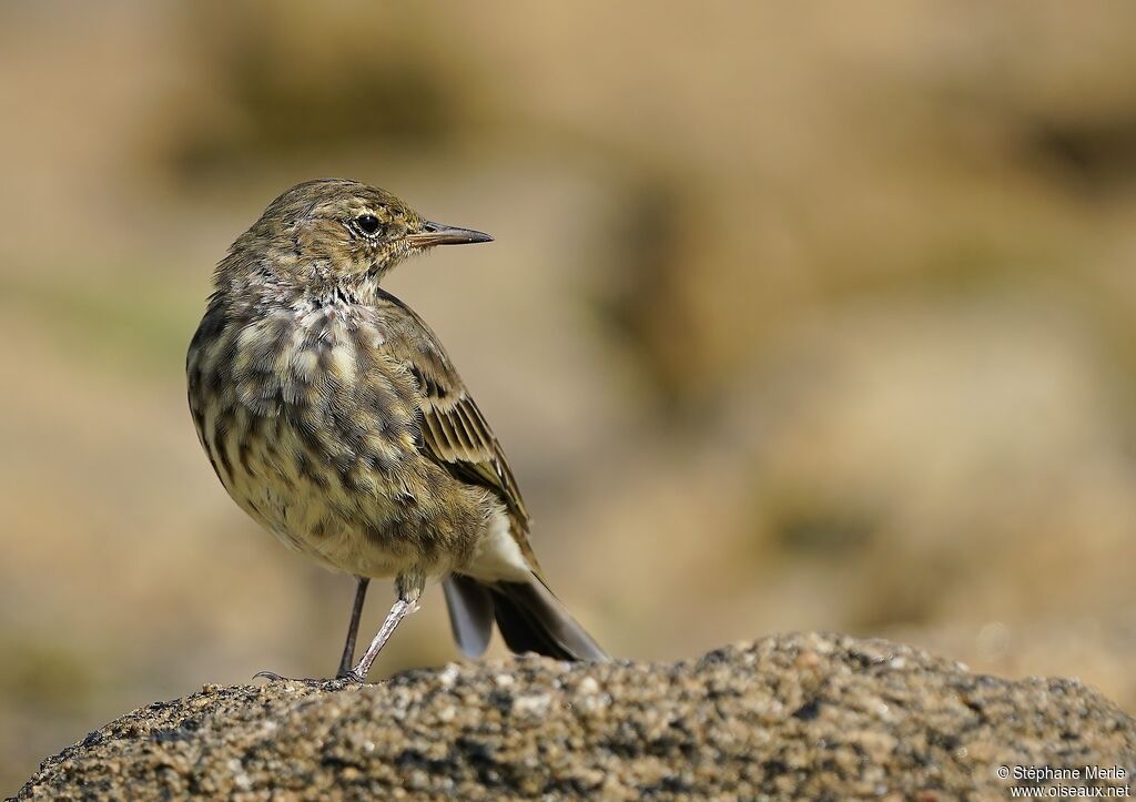 Pipit maritime
