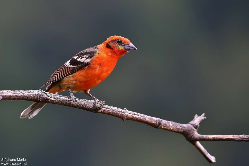 Flame-colored Tanager