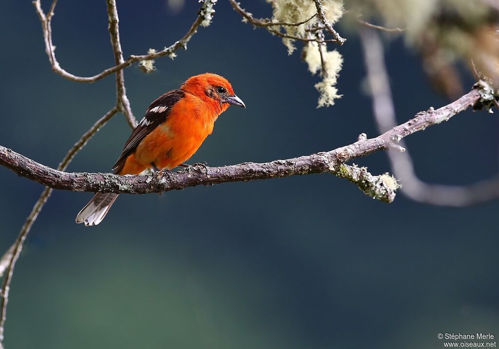 Flame-colored Tanager