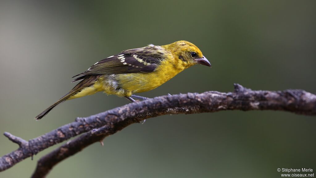 Flame-colored Tanager