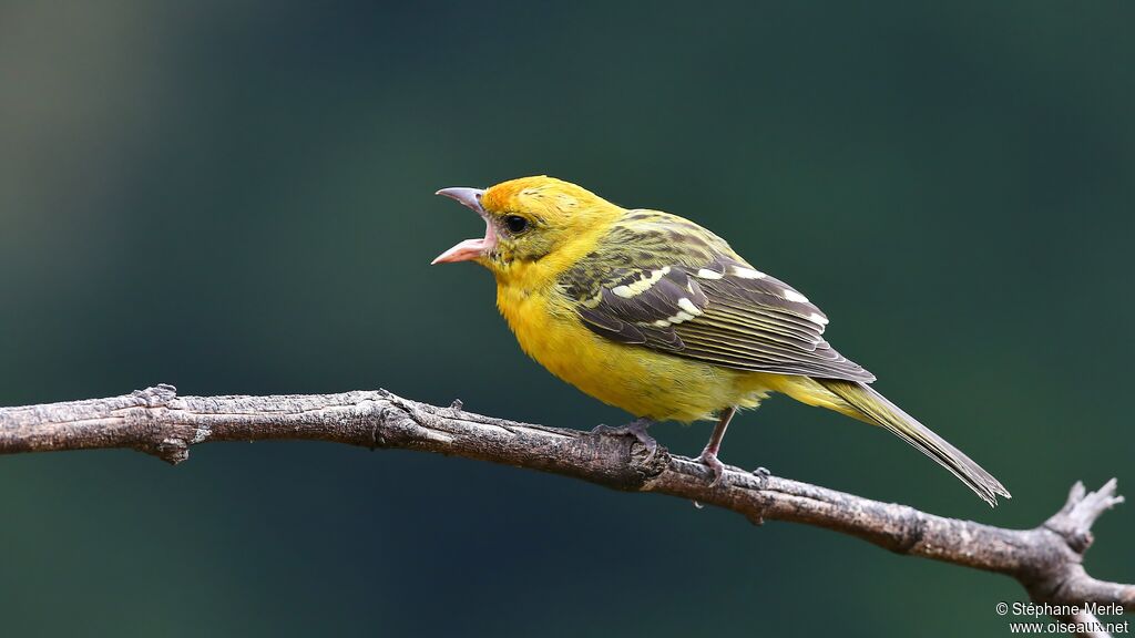 Flame-colored Tanager