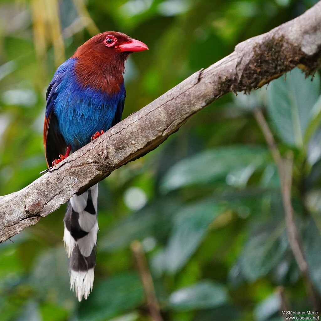Sri Lanka Blue Magpieadult