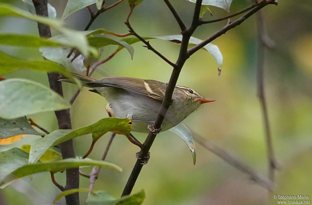 Pouillot à deux barresadulte