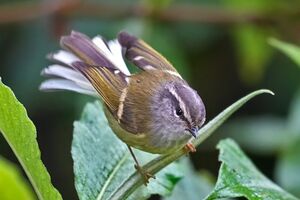 Pouillot à face grise