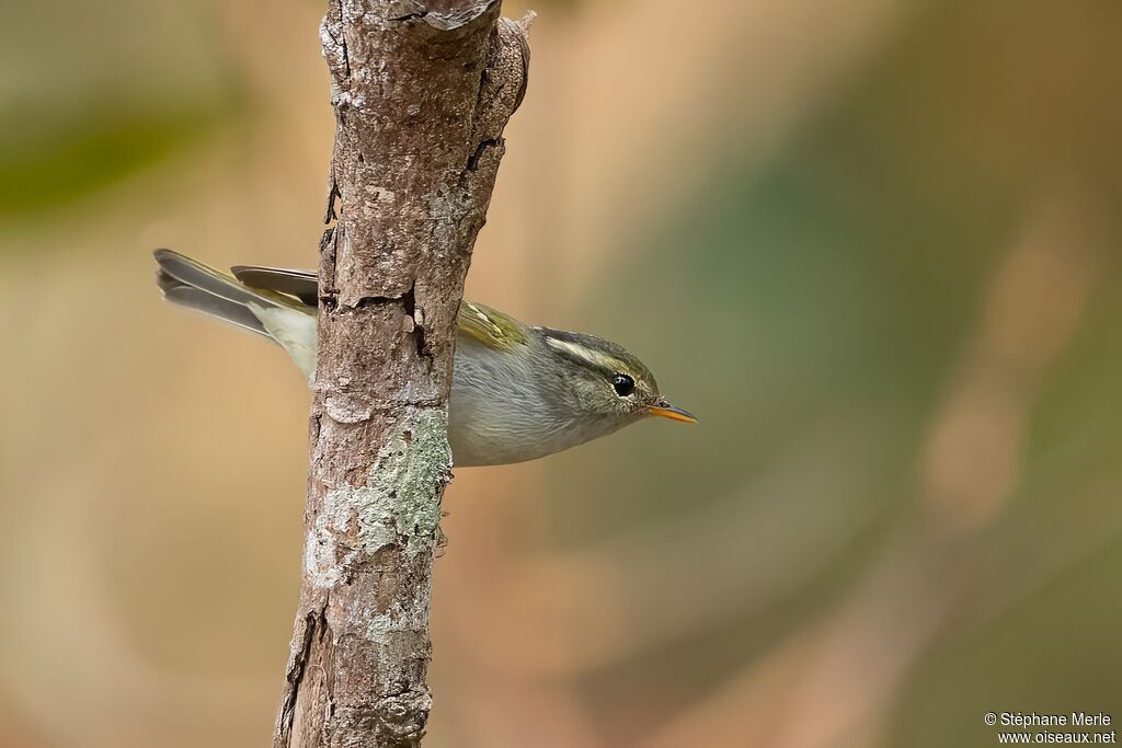 Pouillot de Claudiaadulte