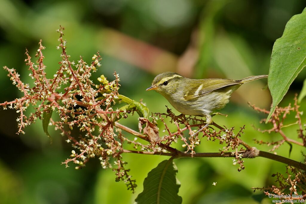 Pouillot de Davisonadulte