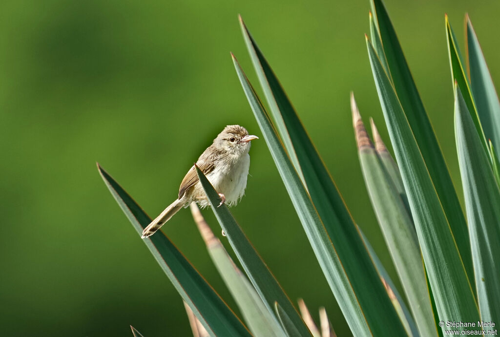 Prinia délicateadulte