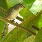 Prinia délicate