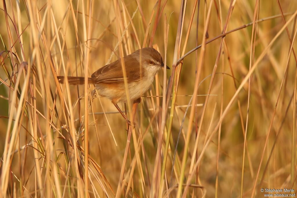 Prinia modeste