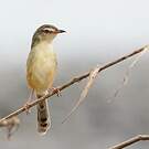 Prinia simple