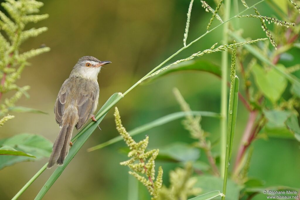 Prinia simpleadulte
