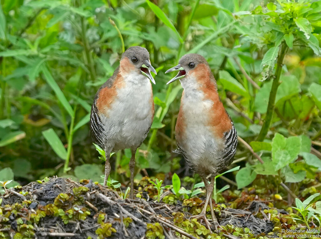 Rufous-sided Crakeadult