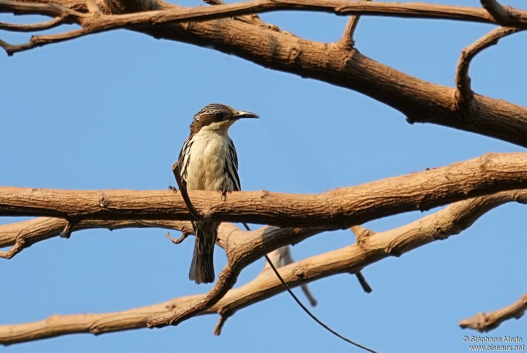 Rhabdornis à tête striée