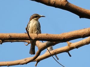 Rhabdornis à tête striée