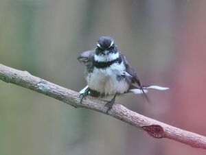 Rhipidure des Philippines