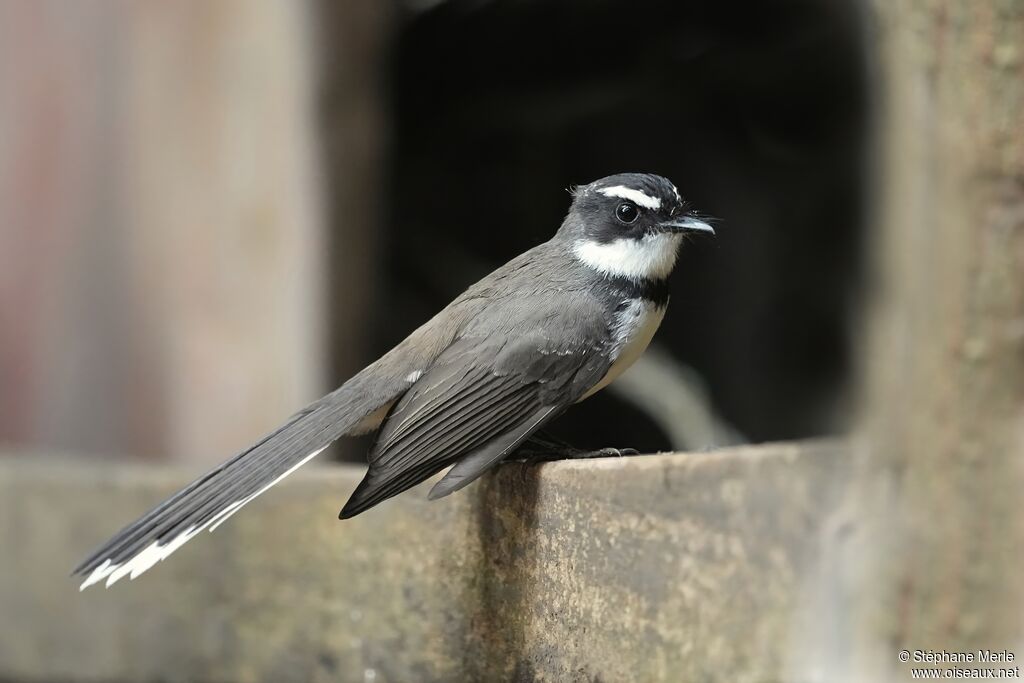 Rhipidure des Philippines - Rhipidure de Vigors<br />