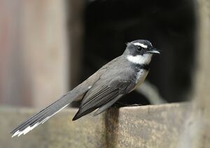 Rhipidure des Philippines