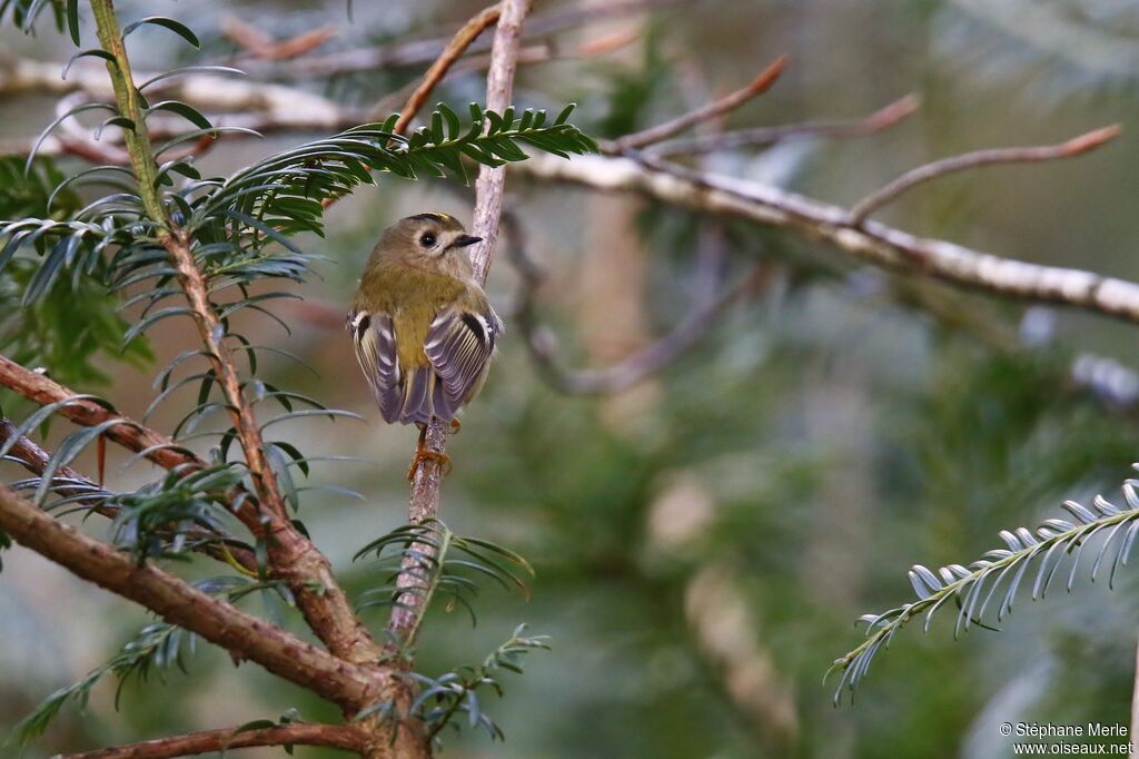 Goldcrest