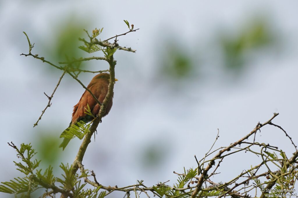 Broad-billed Roller