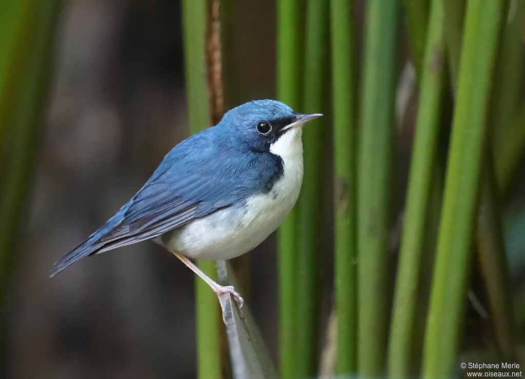 Rossignol bleu mâle adulte