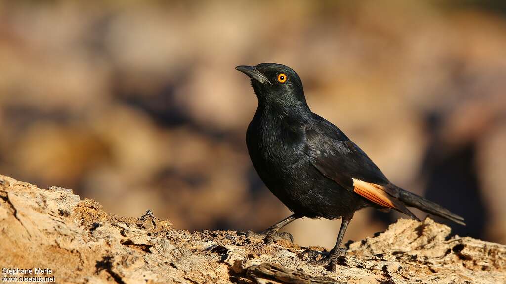 Rufipenne nabouroupadulte, identification