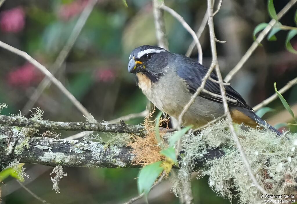 Saltator à bec épaisPoussin