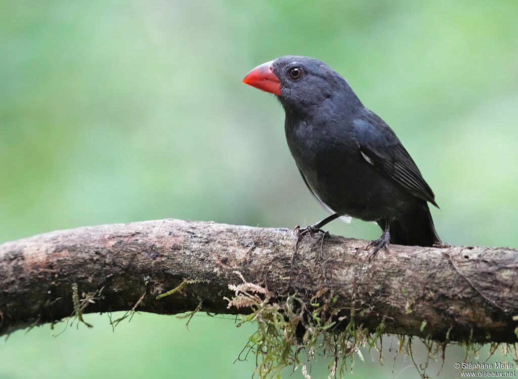 Black-throated Grosbeak