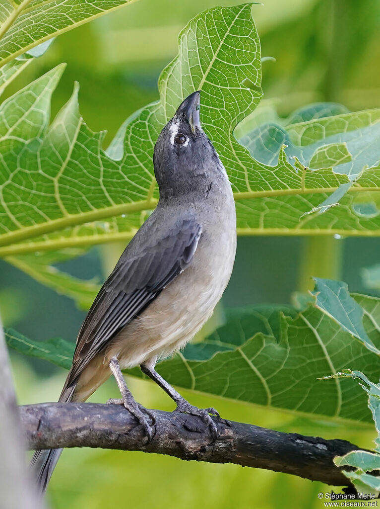 Saltator grisadulte