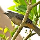 Saltator gris