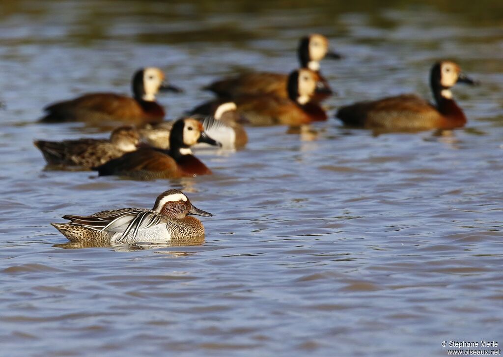 Garganey male adult