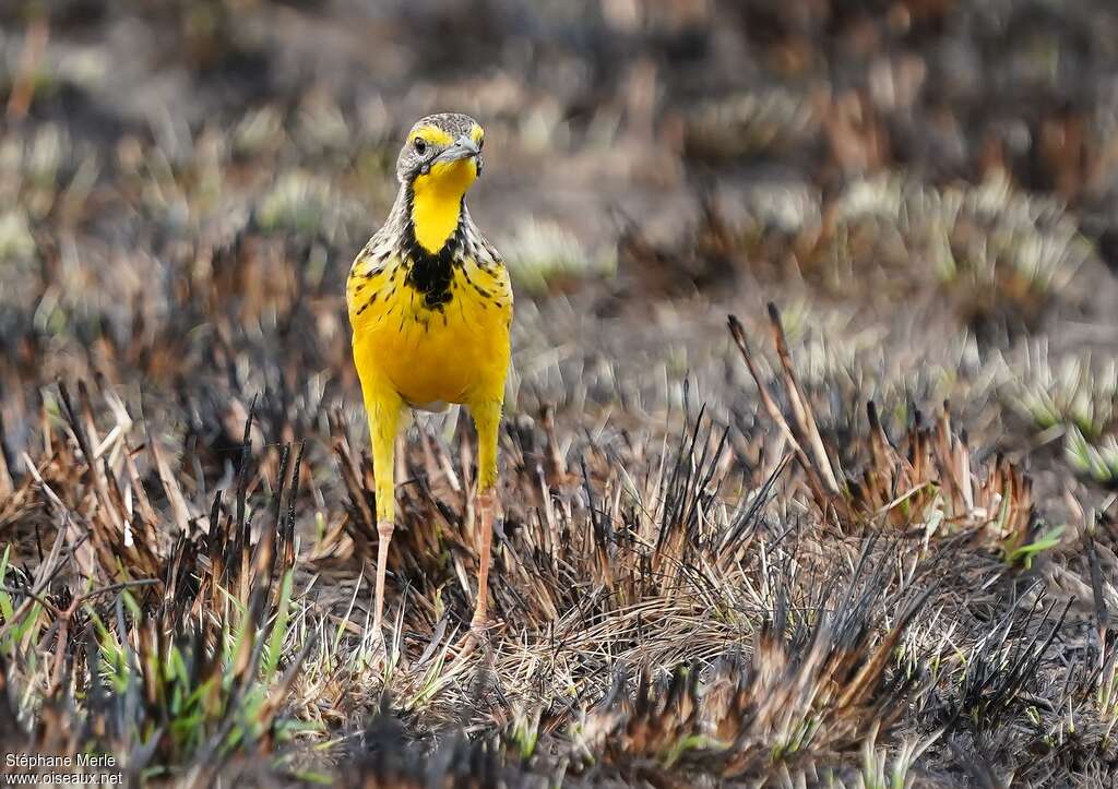 Yellow-throated Longclaw male adult, identification