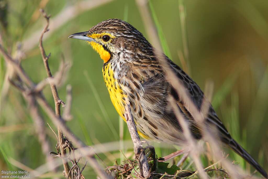Pangani Longclaw male adult, close-up portrait