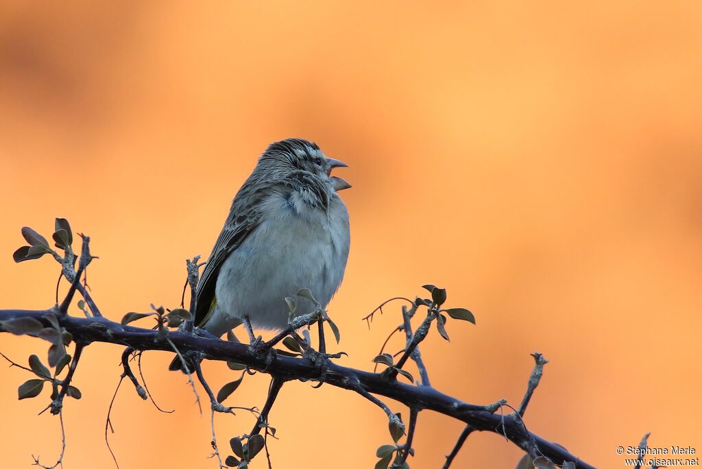 Serin à gorge blanche