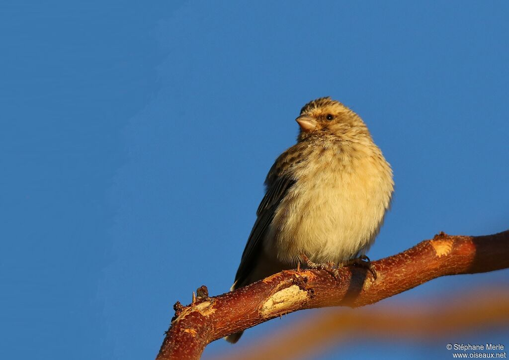 Serin à gorge noirejuvénile