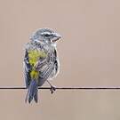 Serin de Sainte-Hélène