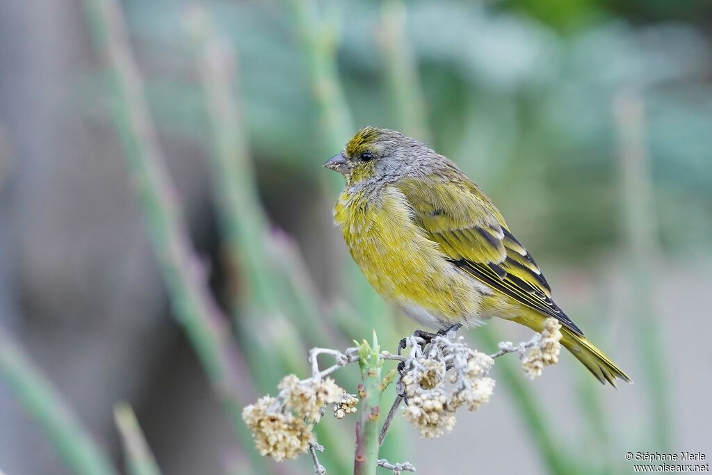 Cape Canaryadult