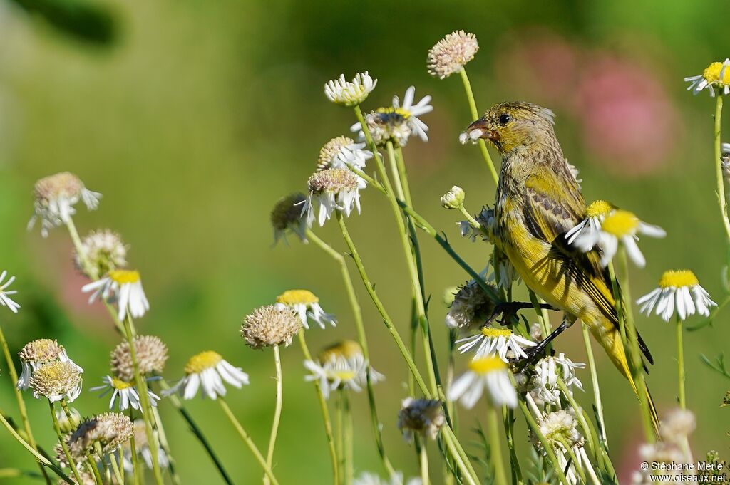 Serin forestier