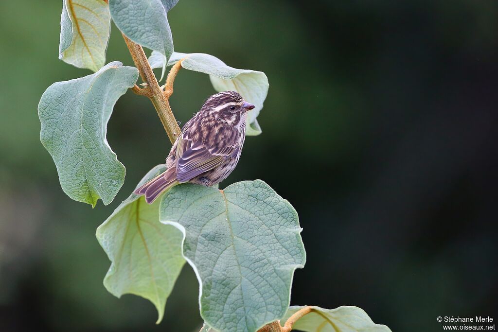 Serin striéadulte