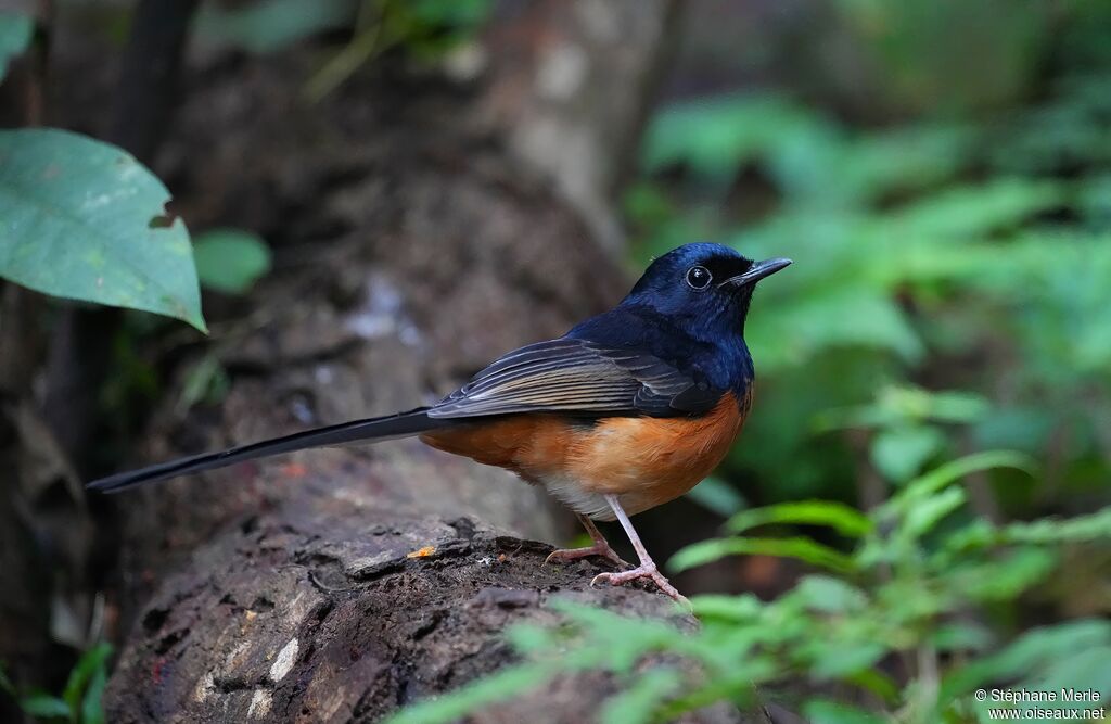 Shama à croupion blanc
