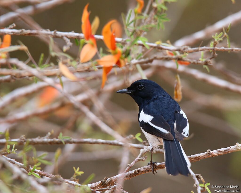 Madagascar Magpie-Robin male adult
