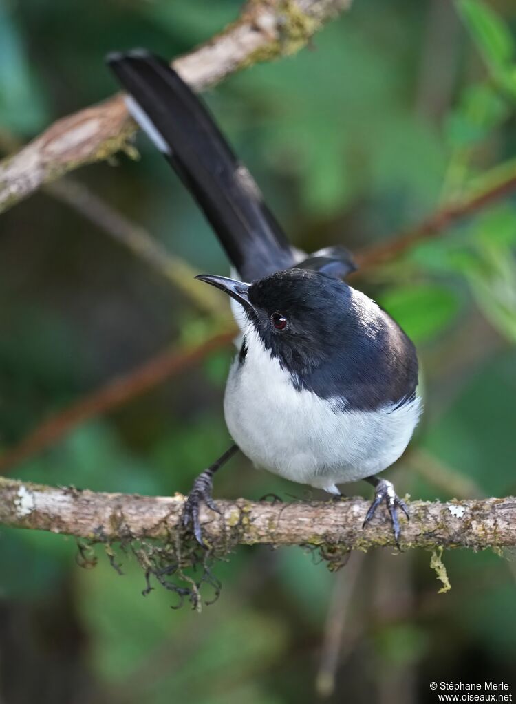 Sibia à tête noireadulte