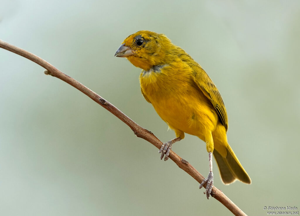 Saffron Finch