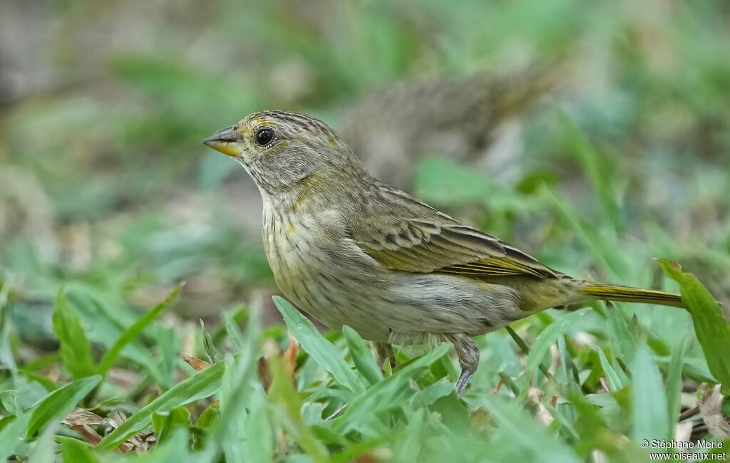 Saffron Finch female adult