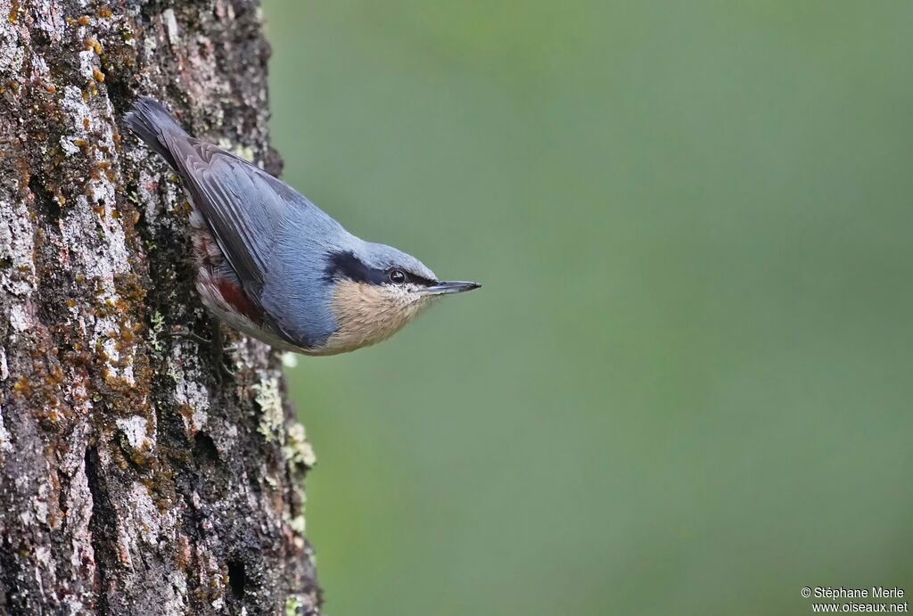 Sittelle des Nagaadulte
