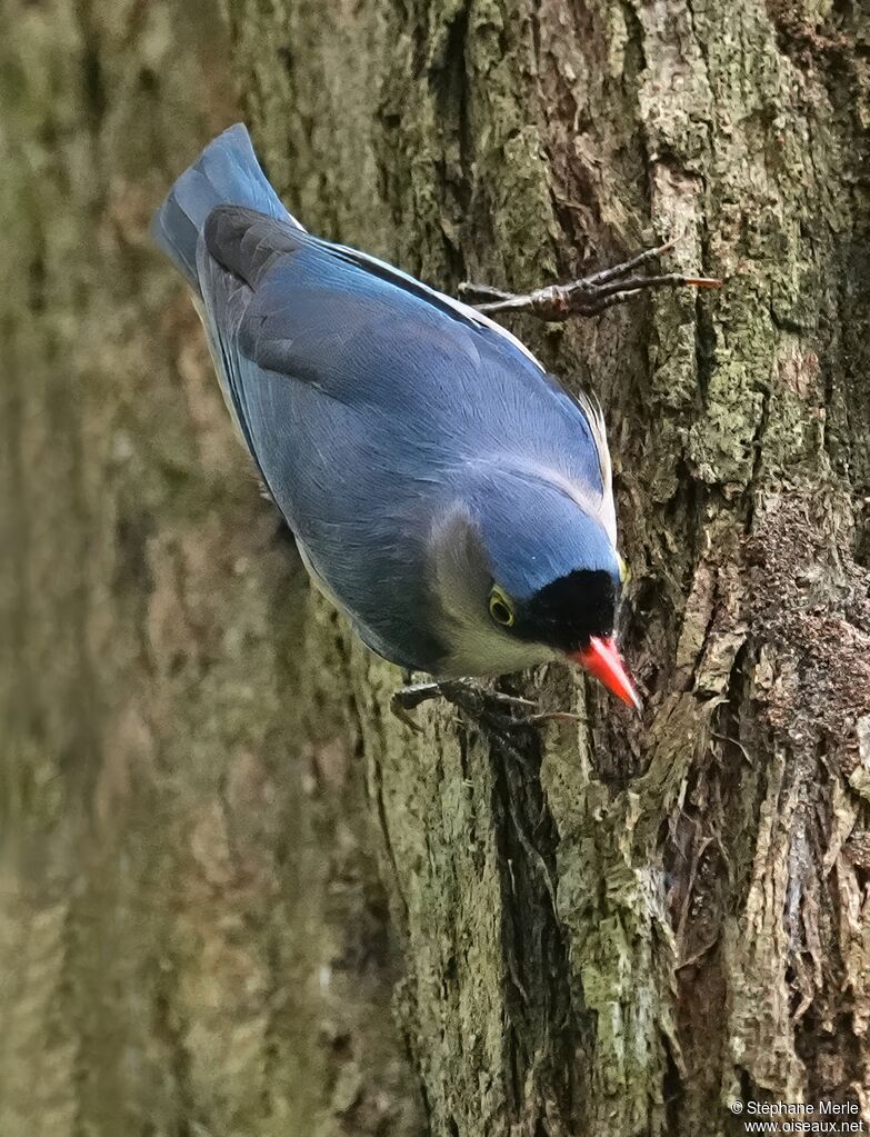 Sittelle veloutéeadulte